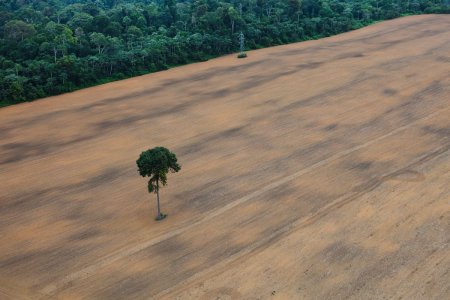 La legge salva-foreste EUDR rischia di slittare di un anno