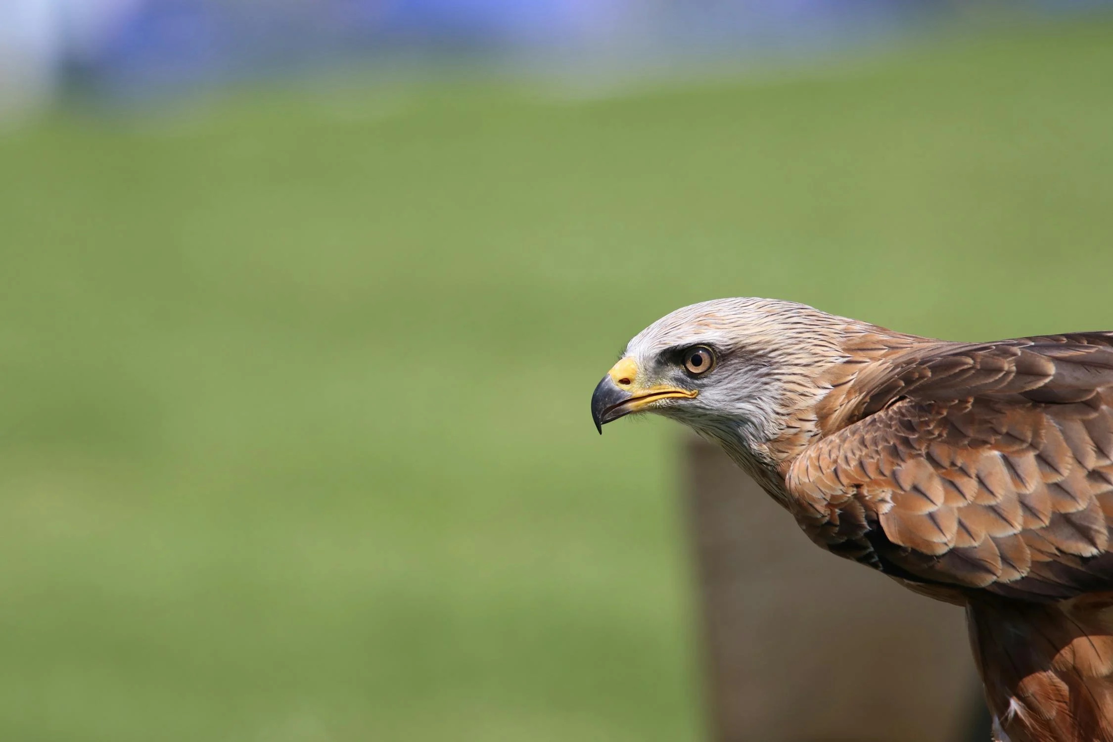 Referendum a tutela di fauna e ambiente: via alla raccolta di firme