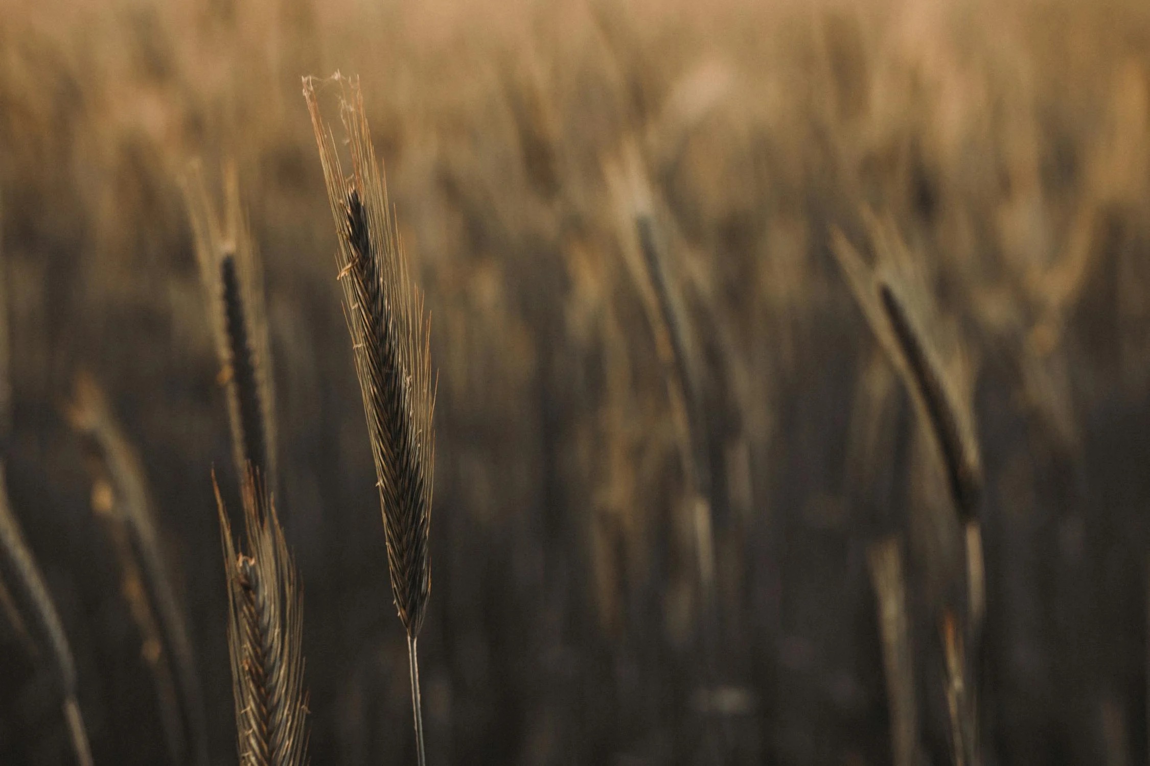 Pesticidi e biodiversità: un connubio impossibile